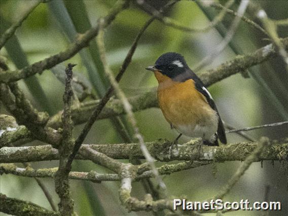 Mugimaki Flycatcher (Ficedula mugimaki)