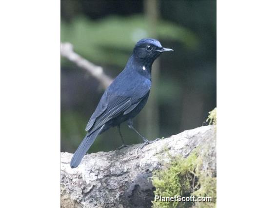 White-tailed Robin (Myiomela leucura)