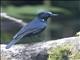 White-tailed Robin (Myiomela leucura)