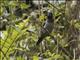 White-rumped Munia (Lonchura striata)