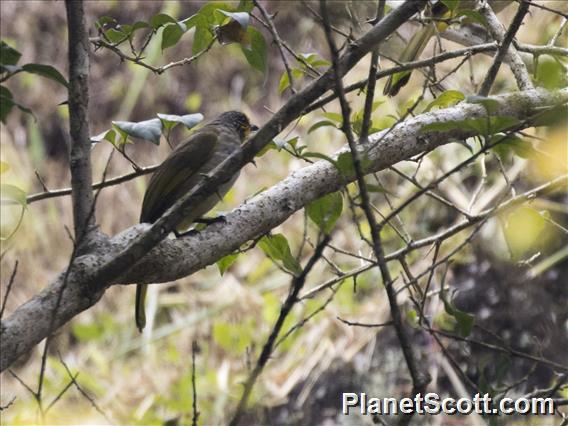 Stripe-throated Bulbul (Pycnonotus finlaysoni)