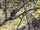 Stripe-throated Bulbul (Pycnonotus finlaysoni)