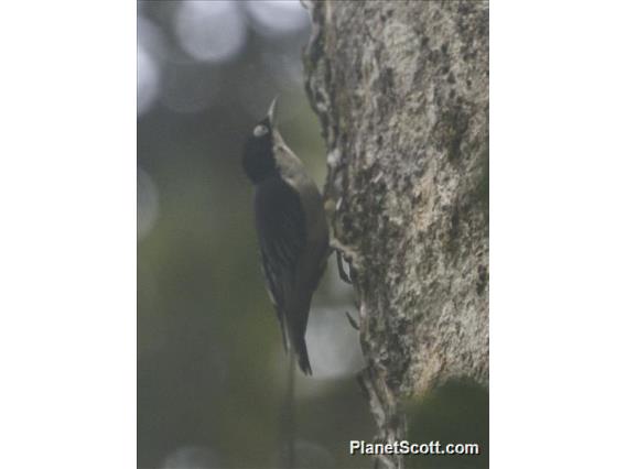 Blue Nuthatch (Sitta azurea)