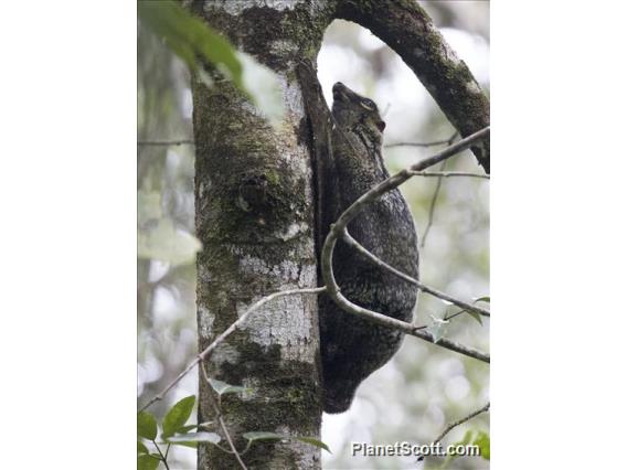 Sunda Flying Lemur (Galeopterus variegatus)