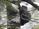 Sunda Flying Lemur (Galeopterus variegatus)