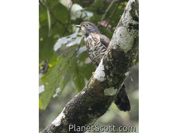 Dark Hawk-Cuckoo (Hierococcyx bocki)