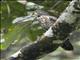 Large Hawk-Cuckoo (Hierococcyx sparverioides)