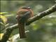 Red-headed Trogon (Harpactes erythrocephalus) - Male