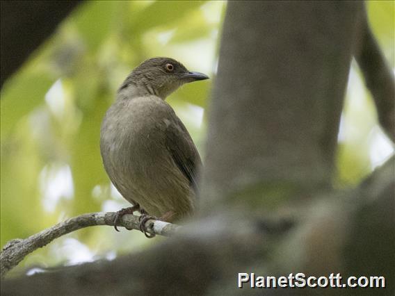 Red-eyed Bulbul (Pycnonotus brunneus)