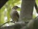 Red-eyed Bulbul (Pycnonotus brunneus)