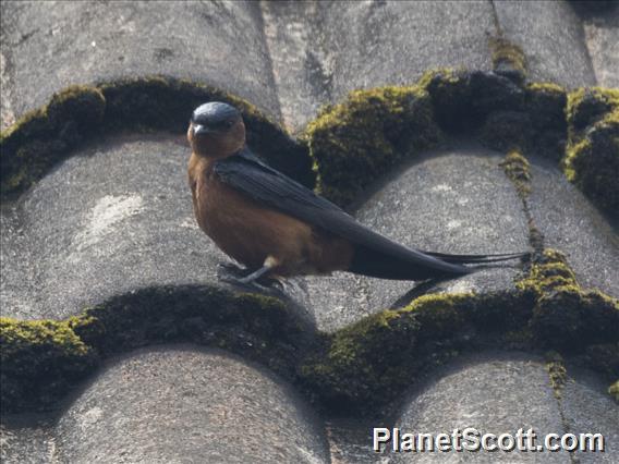 Rufous-bellied Swallow (Cecropis badia)