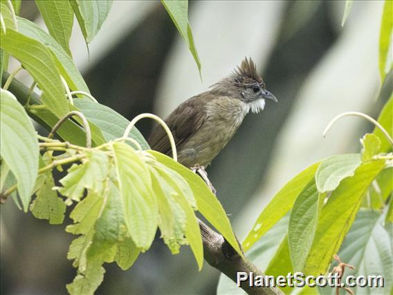 Ochraceous Bulbul (Alophoixus ochraceus)