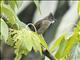 Ochraceous Bulbul (Alophoixus ochraceus)