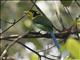 Long-tailed Broadbill (Psarisomus dalhousiae)