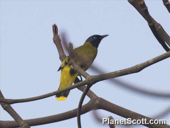 Black-headed Bulbul (Microtarsus melanocephalos)