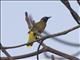 Black-headed Bulbul (Brachypodius melanocephalos)