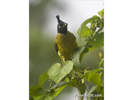 Black-crested Bulbul (Rubigula flaviventris)