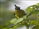 Black-crested Bulbul (Rubigula flaviventris)