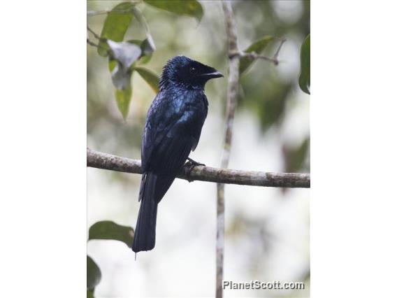 Lesser Racket-tailed Drongo (Dicrurus remifer)