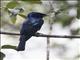 Lesser Racket-tailed Drongo (Dicrurus remifer)