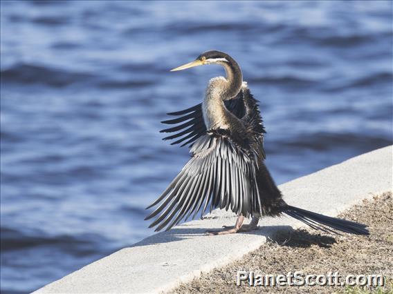 Australasian Darter (Anhinga novaehollandiae)