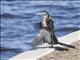 Australasian Darter (Anhinga novaehollandiae)