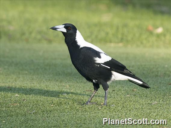 Australian Magpie (Gymnorhina tibicen)