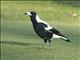 Australian Magpie (Gymnorhina tibicen)