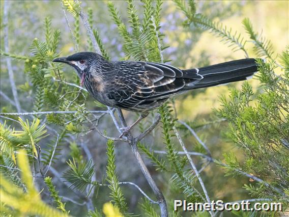 Red Wattlebird (Anthochaera carunculata)