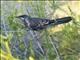 Red Wattlebird (Anthochaera carunculata)