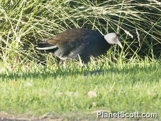 Dusky Moorhen (Gallinula tenebrosa)