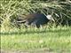 Dusky Moorhen (Gallinula tenebrosa)