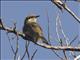 Singing Honeyeater (Gavicalis virescens)