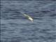 White-winged Tern (Chlidonias leucopterus)