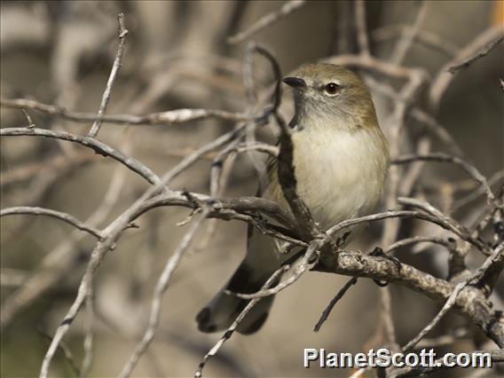 Western Gerygone (Gerygone fusca)