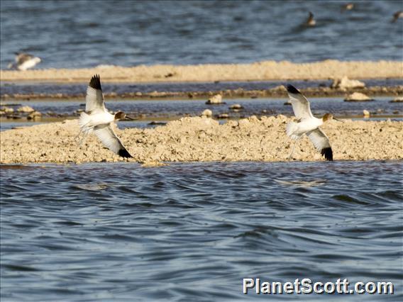 Red-necked Avocet (Recurvirostra novaehollandiae)