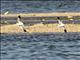 Red-necked Avocet (Recurvirostra novaehollandiae)