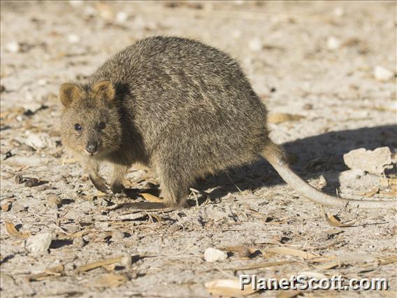 Quokka (Setonix brachyurus)