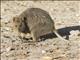 Quokka (Setonix brachyurus)