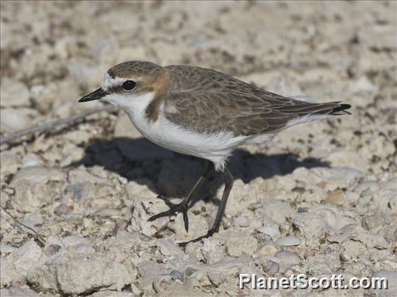 Red-capped Plover (Anarhynchus ruficapillus)