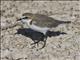 Red-capped Plover (Charadrius ruficapillus)