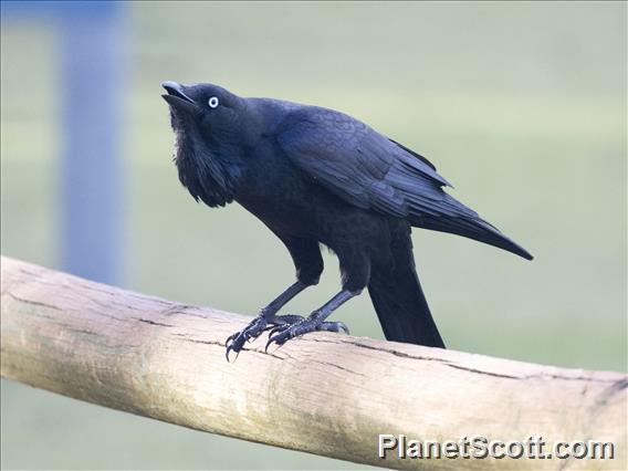 Australian Raven (Corvus coronoides)