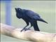 Australian Raven (Corvus coronoides)