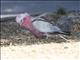 Galah (Eolophus roseicapilla)