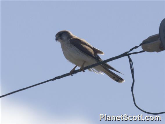 Nankeen Kestrel (Falco cenchroides)