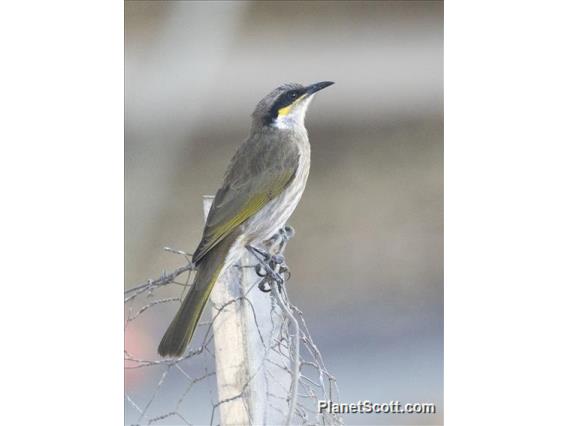 Singing Honeyeater (Gavicalis virescens)