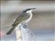 Singing Honeyeater (Gavicalis virescens)