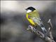 Golden Whistler (Pachycephala pectoralis) - Male