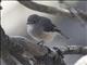 Red-capped Robin (Petroica goodenovii) - Female