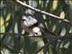 Gray Fantail (Rhipidura albiscapa)